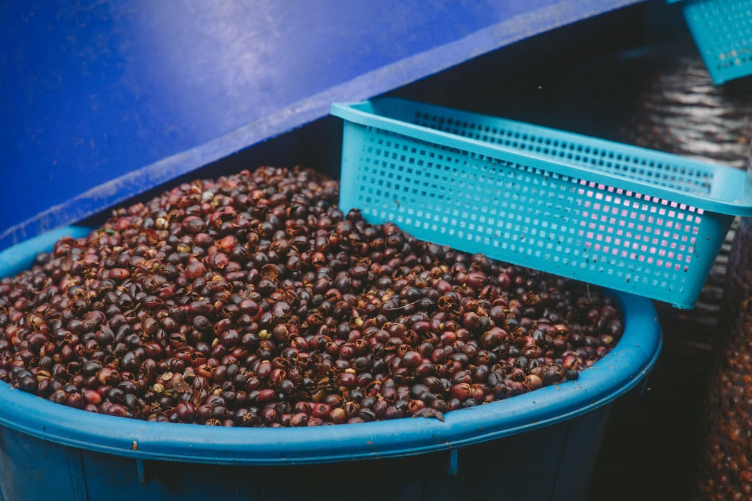 Cascara (Coffee Cherry Tea)