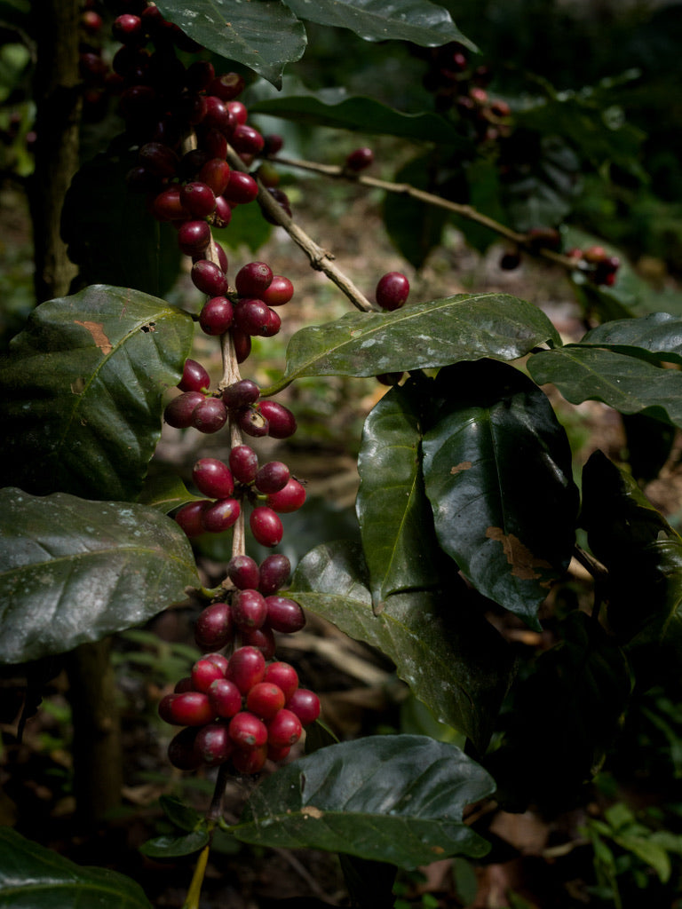 Honey-Bourbon blend bag — signature LHR espresso, two named farmers | Left Hand Roasters