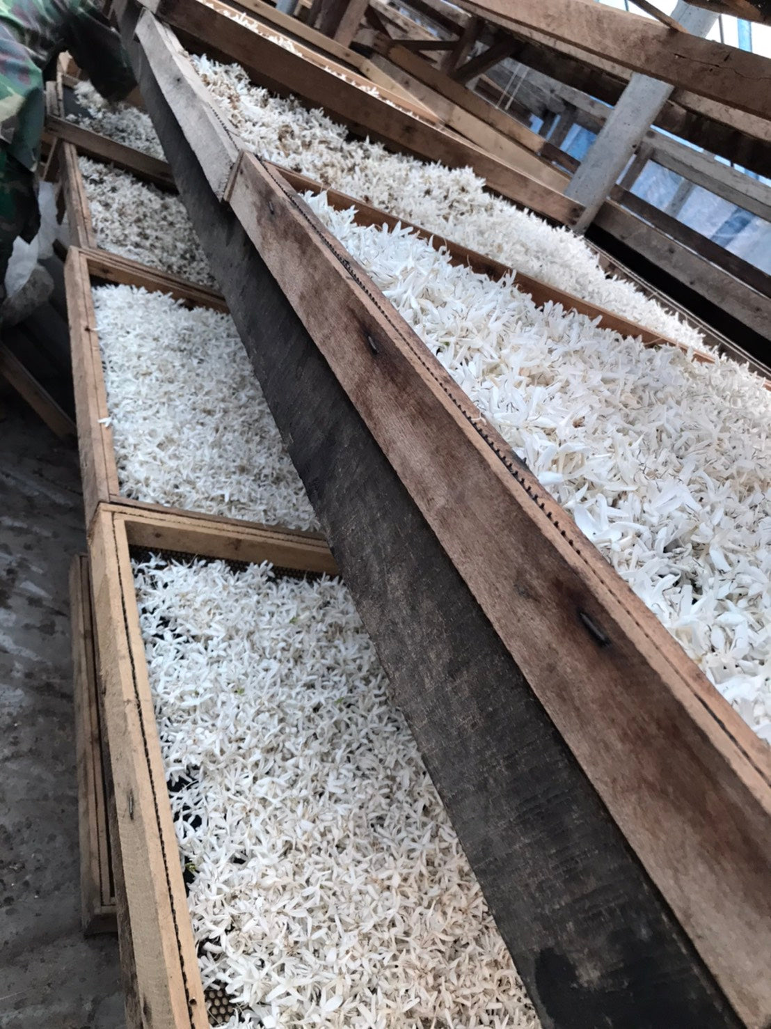 Coffee Blossom Tea preparation — steep like loose-leaf tea, Thai coffee farm byproduct | Left Hand Roasters