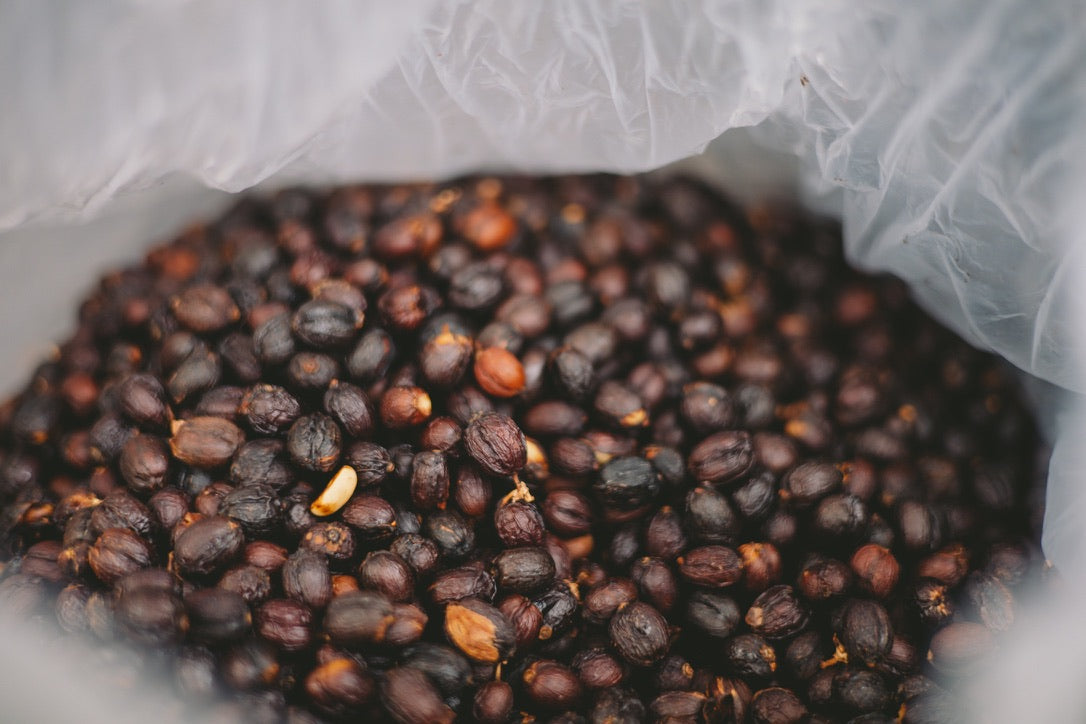Cascara coffee cherry tea — sun-dried husk, hibiscus and tamarind notes, Northern Thailand | Left Hand Roasters