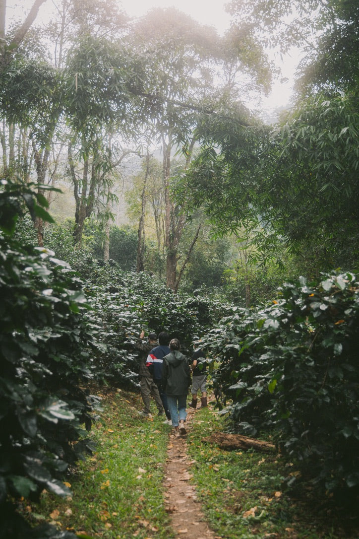 Community Blend espresso — medium-dark roast, multi-region Northern Thai Arabica | Left Hand Roasters