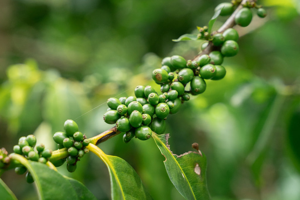Khun Sinthop (Filter Coffee)