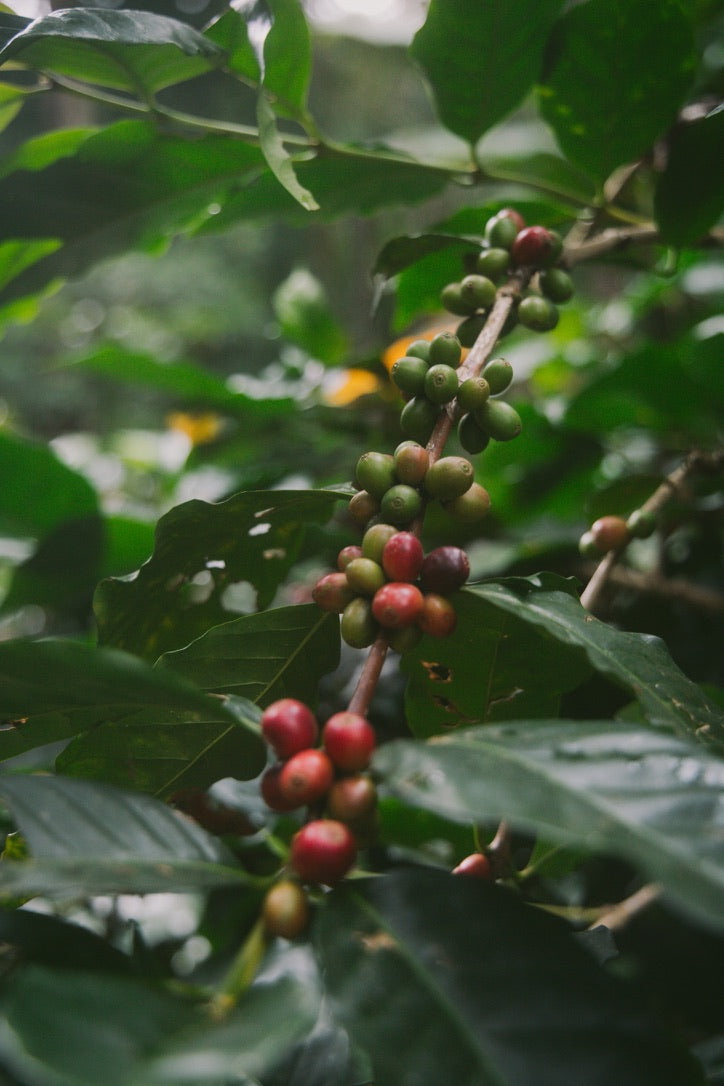 P'Sri (Filter Coffee)