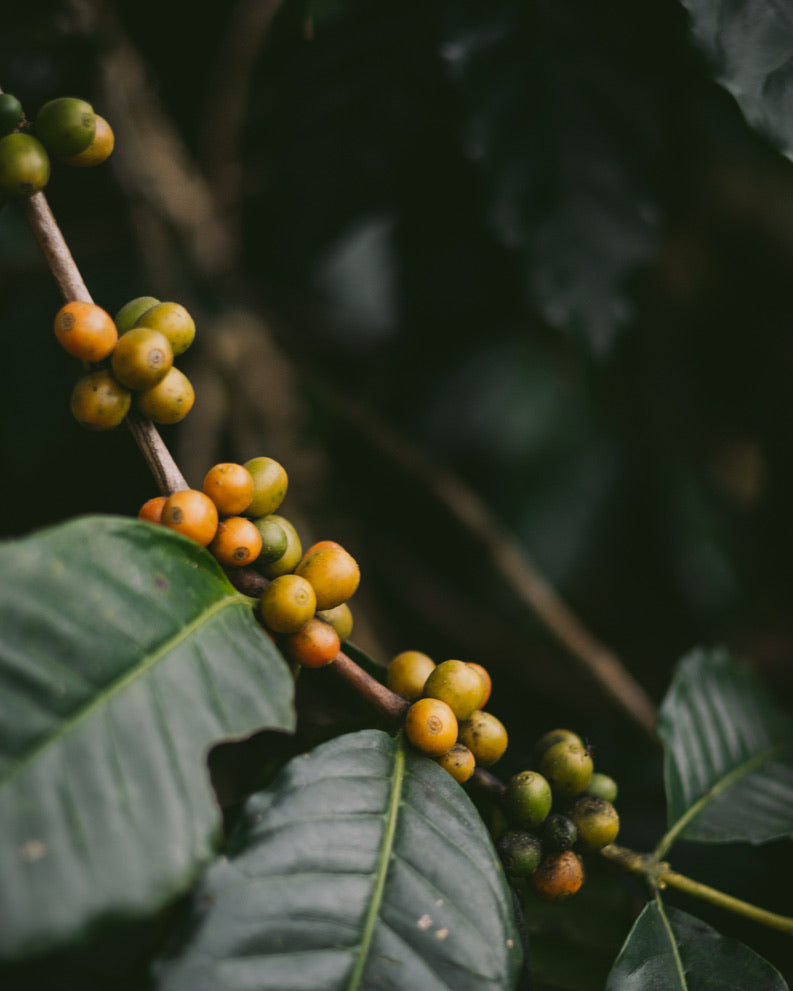 Honey-Bourbon espresso blend — P'Jaroon and Khun Sinthop, honey and washed process, Chiang Mai and Chiang Rai | Left Hand Roasters