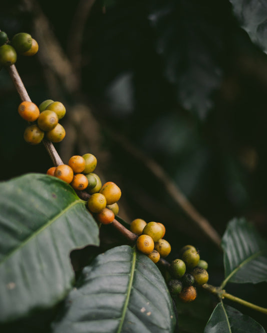 Honey-Bourbon espresso blend — P'Jaroon and Khun Sinthop, honey and washed process, Chiang Mai and Chiang Rai | Left Hand Roasters
