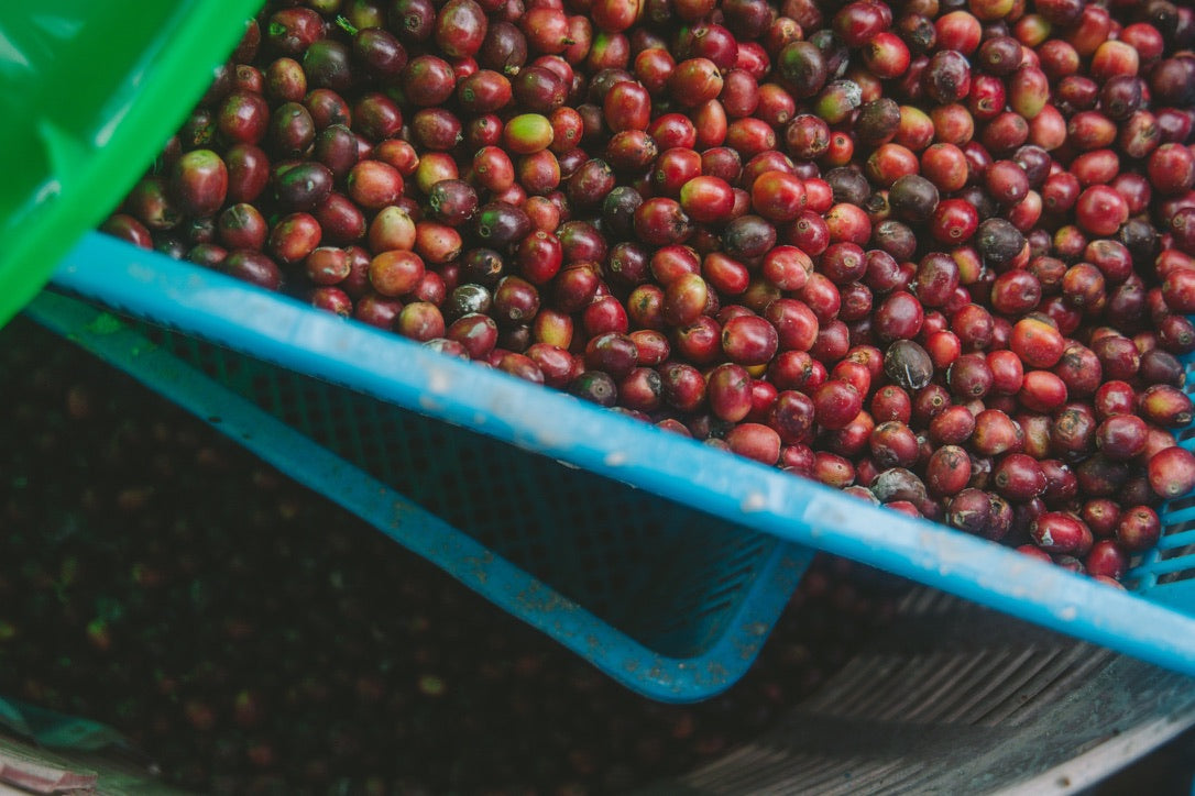 Cascara