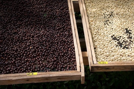 50/50 espresso blend — equal washed and natural process Northern Thai Arabica | Left Hand Roasters
