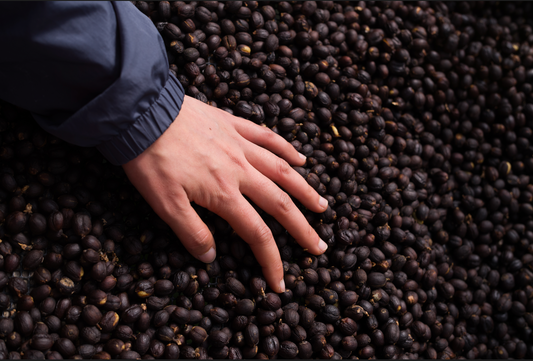 Caffè espresso — single-estate medium-dark roast, smooth and low-acid, Northern Thailand | Left Hand Roasters