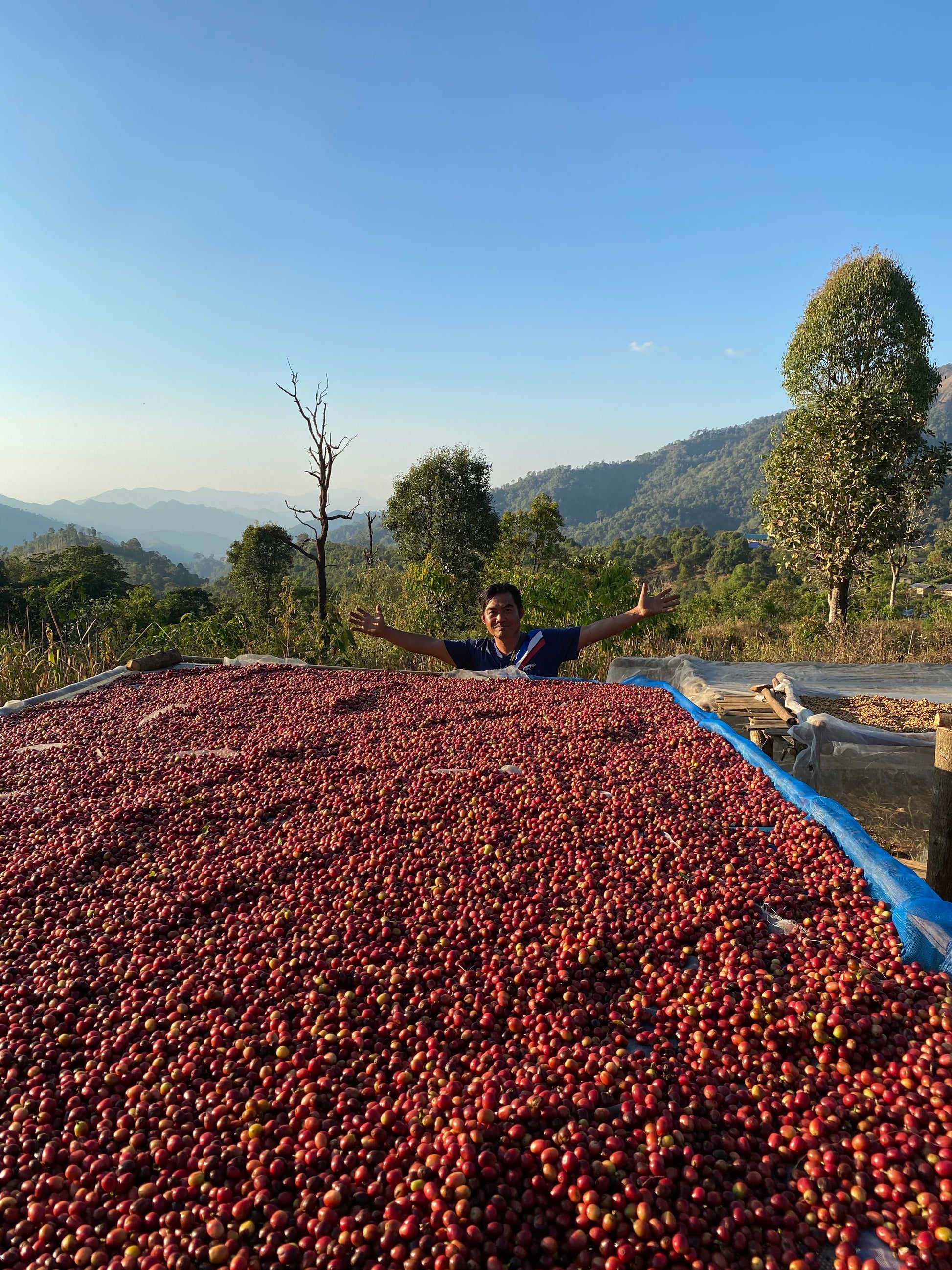 Chang Pao coffee harvest — single origin filter coffee, Tak Province | Left Hand Roasters