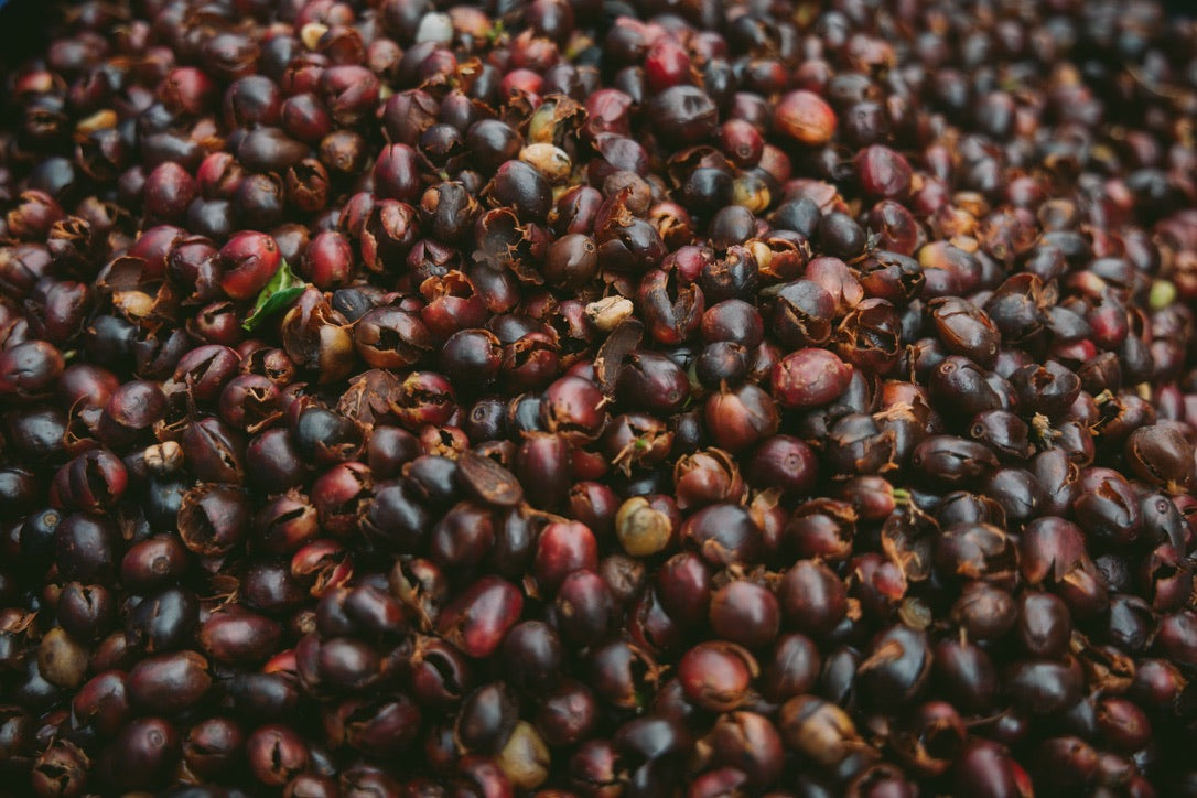 Cascara 1kg wholesale — sun-dried coffee cherry husk, P'Jaroon's farm, Khun Lao, Chiang Rai | Left Hand Roasters