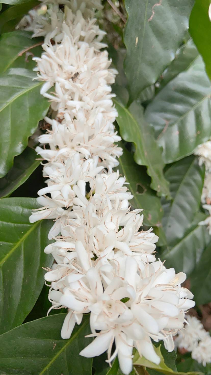 Coffee Blossom Tea — dried coffee flowers, jasmine and citrus notes, Northern Thailand | Left Hand Roasters