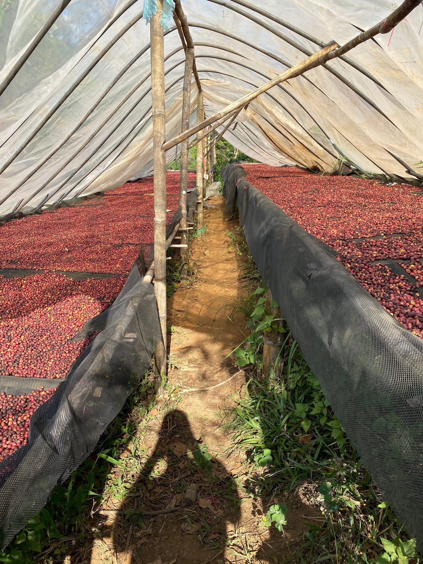 Chang Pao farm — Le Tor Glo village, Tak Province, Northern Thailand | Left Hand Roasters