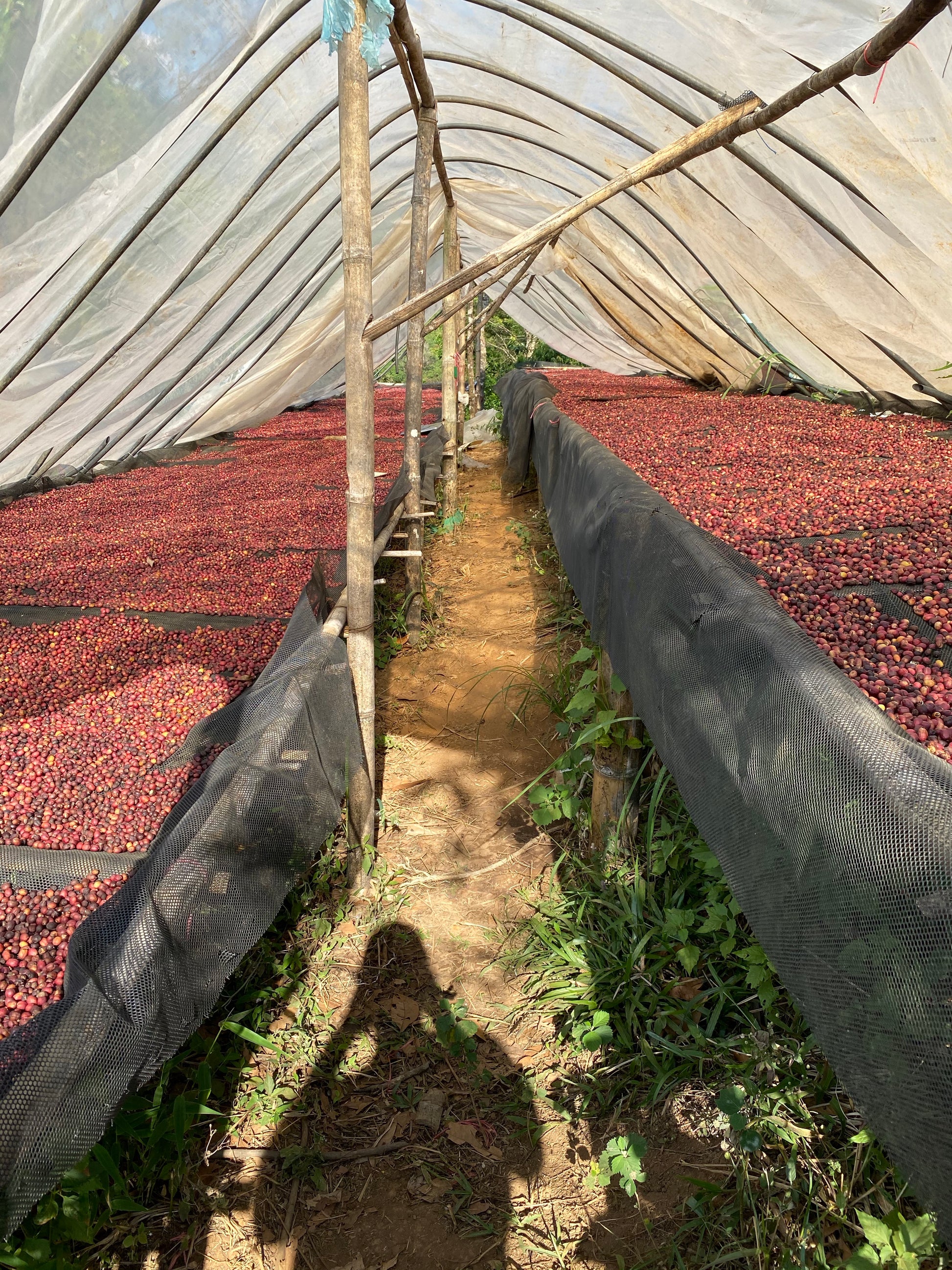 Chang Pao farm — Le Tor Glo village, Tak Province, Northern Thailand | Left Hand Roasters