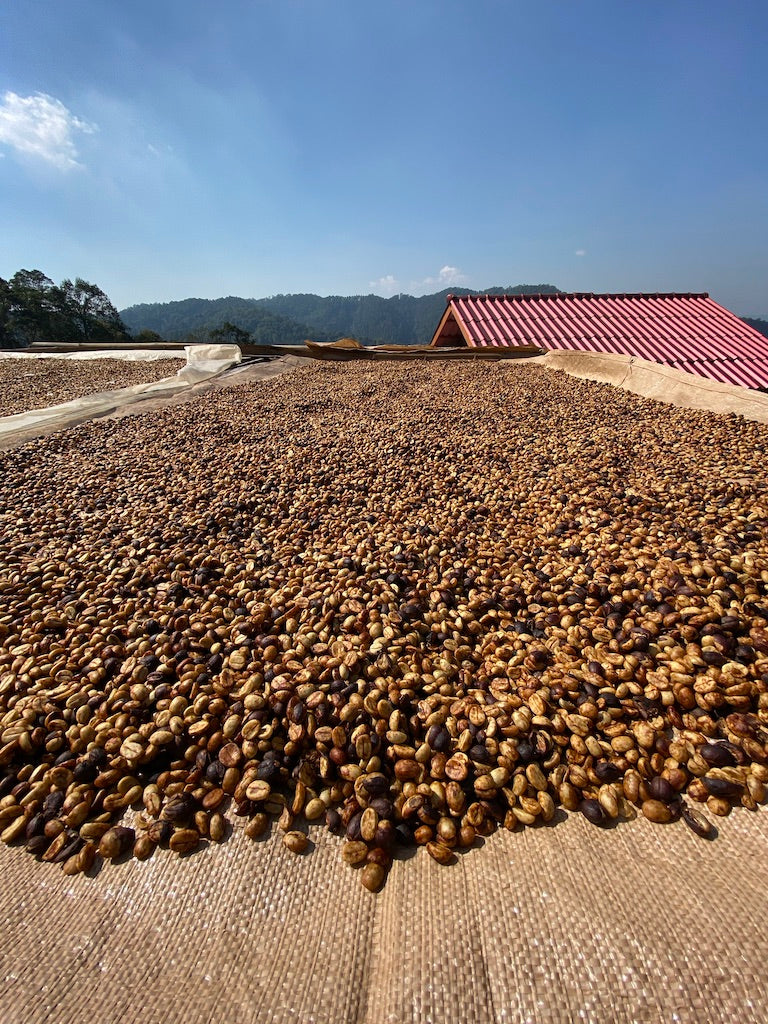 Khun Sinthop coffee farm — Mae Chan Tai, Chiang Rai, Northern Thailand | Left Hand Roasters