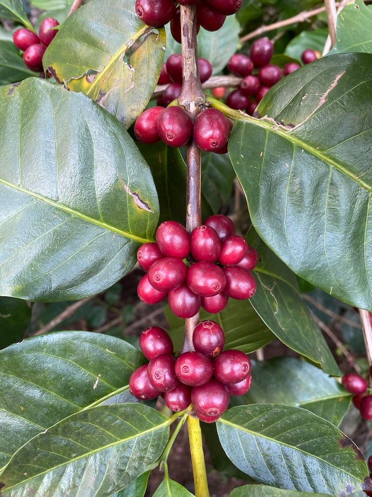 Khun Chatree coffee farm — original UN coffee site, Northern Thailand | Left Hand Roasters