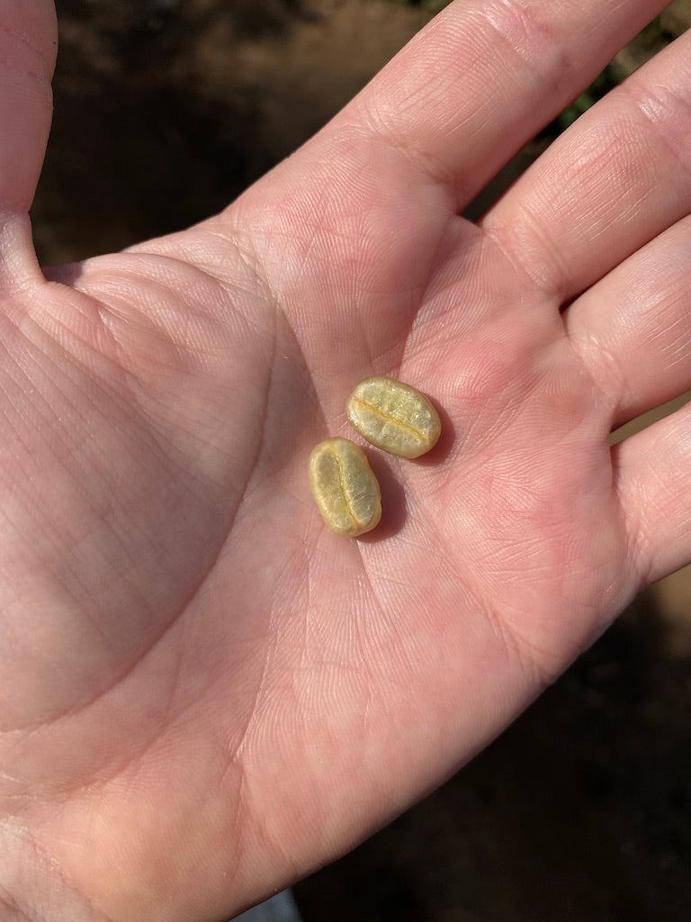 Khun Chatree harvest — Bourbon Typica Caturra, Chiang Mai | Left Hand Roasters