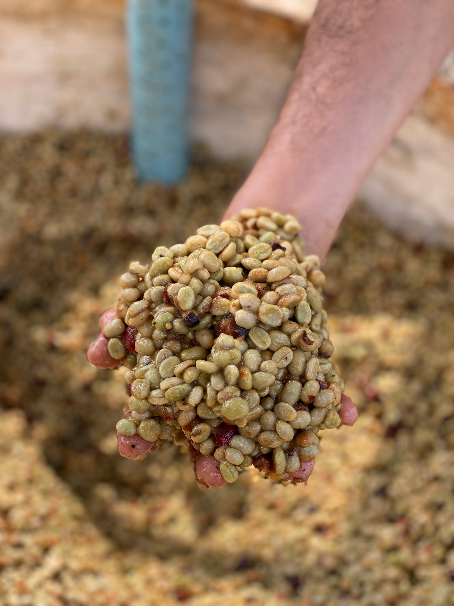 Khun Naret coffee farm — Doi Chang mountain, third-generation Arabica grower | Left Hand Roasters