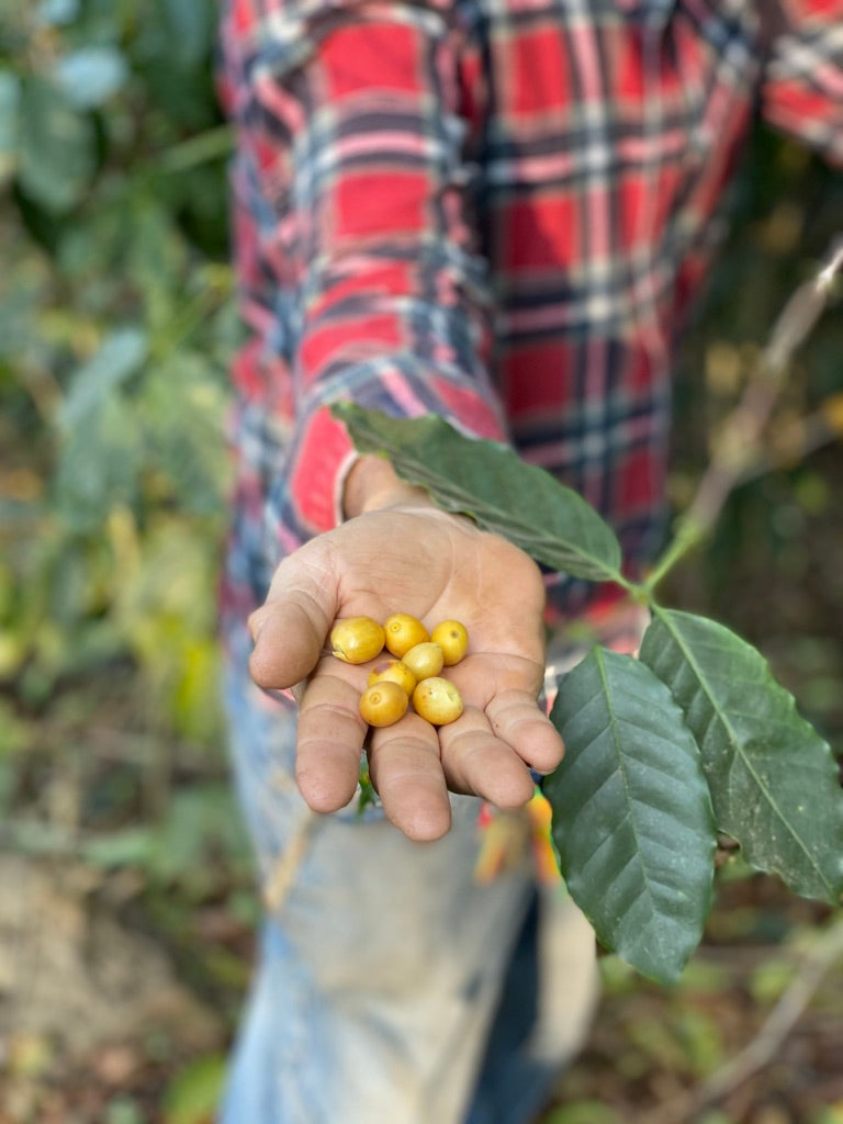 Khun Naret (Filter Coffee)